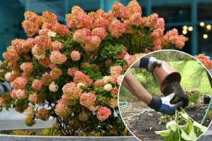 Atlikę vos keletą nesudėtingų žingsnių šį rudenį, kitąmet neatsidžiaugsite: hortenzijos tiesiog apsipils žiedais