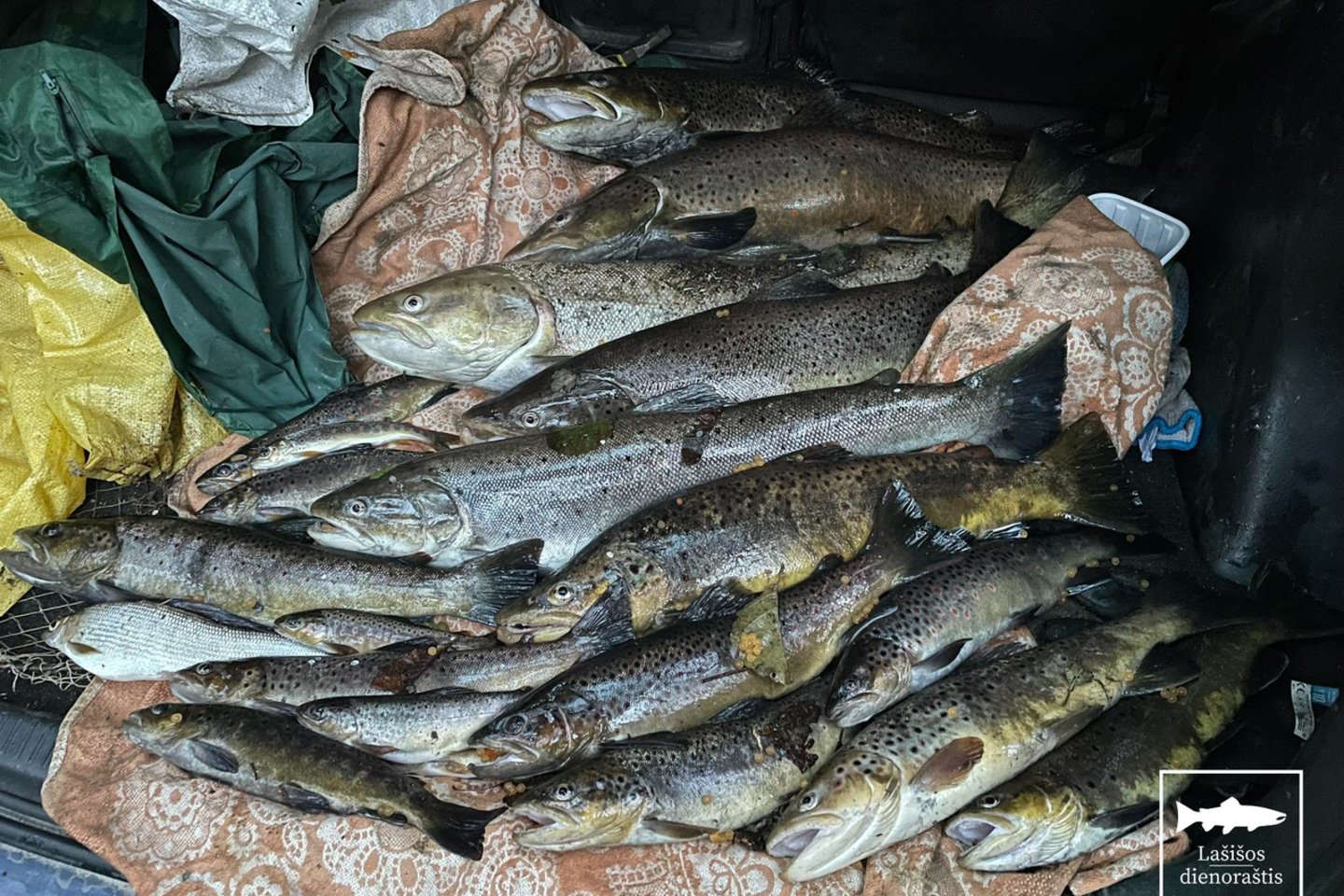 Per pasalą išaiškinti trys asmenys, Kenos upėje žuvis gaudę brutaliausiu būdu – naudodami elektros žūklės prietaisą.<br>„Lašišos dienoraštis“ nuotr.