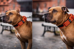 Lietuviai šunis žaloja „iš durnumo“? Nors procedūra Lietuvoje draudžiama, gyvūnai ir toliau luošinami