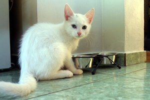 Naujas tyrimas įspėja: peršerti kates – labai pavojinga