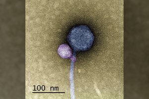 Pirmą kartą pasaulyje užfiksavo tokį virusų elgesį
