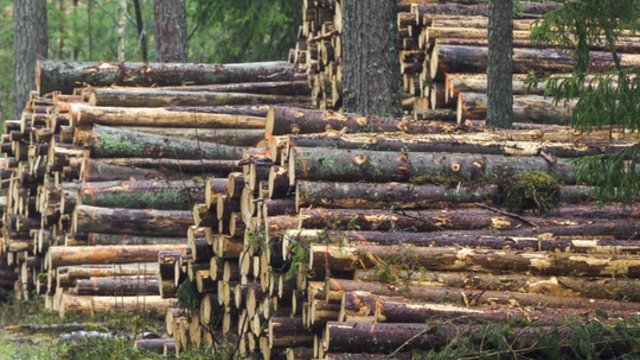 Įvardijo, kada miškų kirtimas prilygsta žalai: kai kuriais atvejais to išvengti neįmanoma
