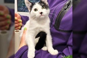 Neapgalvota dovana šeimai tapo nereikalinga: baltai juodos katytės vaikystė bėga narvelyje, bet tai gali pasikeisti