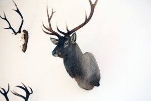 Keista vagystė Pasvaliuo r.: iš negyvenamos sodybos dingo briedžio ir elnio ragai