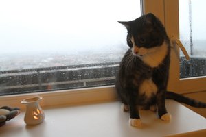 Pasaulio prietaruose – įspūdingos kačių galios: padės ištekėti, atskleis paslaptis ir sukels lietų