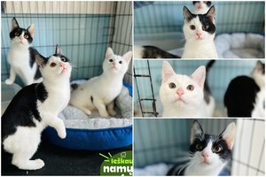 Ši šeimynėlė – tarsi nematoma, bet „motoriukus užkuria“ vos paglosčius: duokite šansą