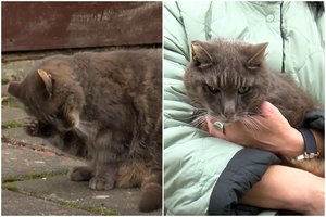 Botanikos sode prieglobstį radęs Meduolis tapo lankytojų numylėtiniu: paženklino veterinarų verdiktas