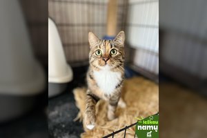 Švelnutė ir apvalutė katytė svajoja rasti tikrus namus: įspėja – pirmomis dienomis idealu nebus