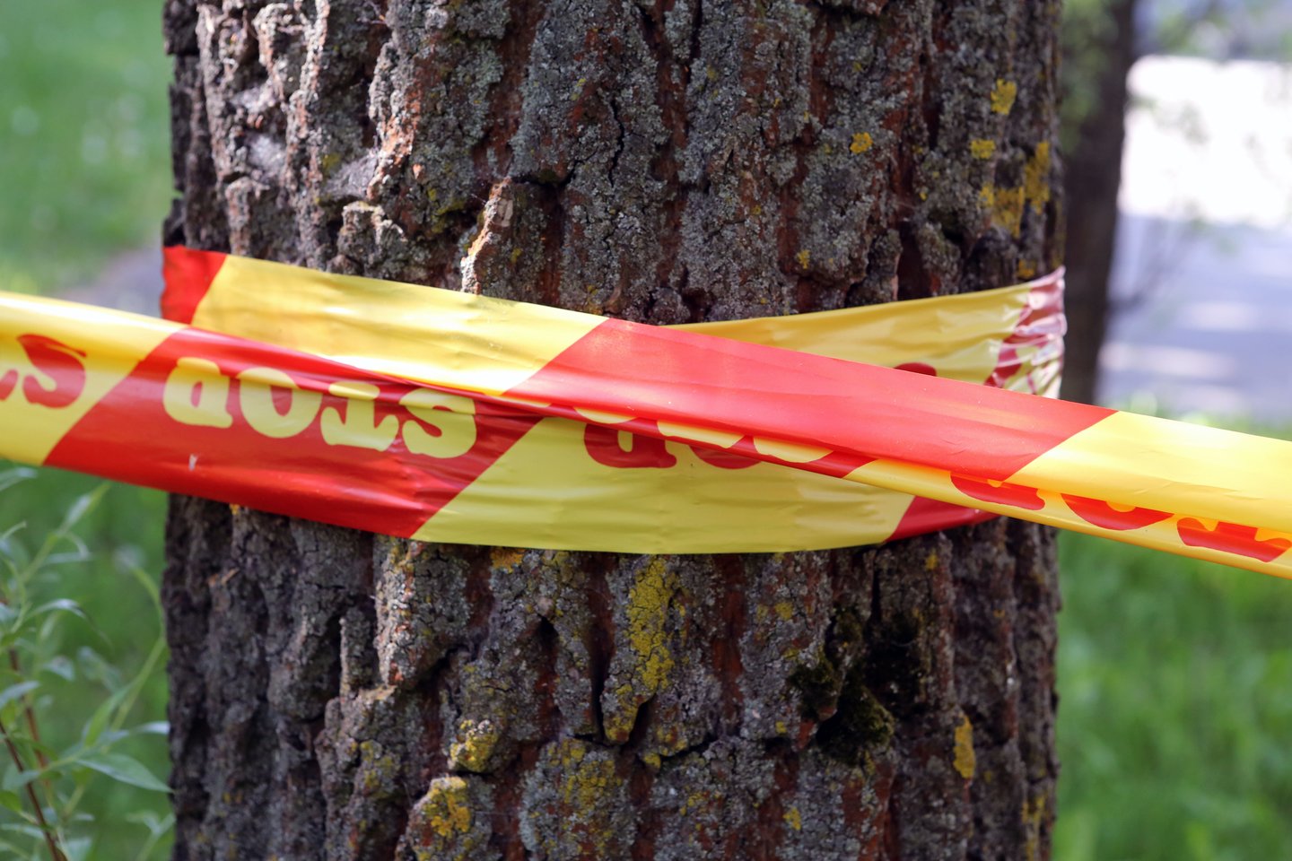 Trakuose žuvo medį pjovęs vyras.<br>M.Patašiaus asociatyvi nuotr.
