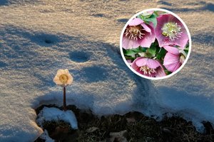 Nuodingas, bet unikalus augalas – pražysta gėlyne net žiemą: kaip ir kada juo geriausia pasirūpinti