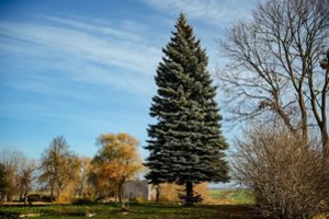 Po 10-ies metų pertraukos panevėžiečius džiugins gyva Kalėdų eglė