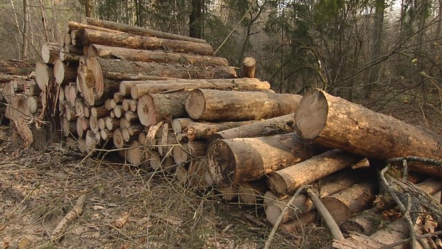 Vilniuje iškirstas miškas privedė prie tyrimo: Valstybinių miškų urėdijos argumentai įtikino ne visus 