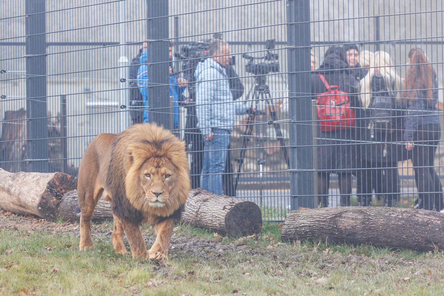 Po daugiau nei dvejus metus trukusios kapitalinės rekonstrukcijos duris oficialiai atvėrė Lietuvos zoologijos sodas.<br>R. Tenio nuotr.