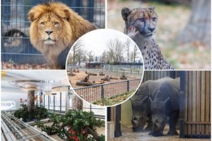 Po ilgos pertraukos atidarytas Lietuvos zoologijos sodas: daugybė naujovių