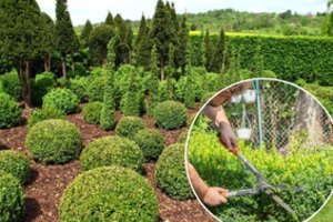 Kiekvieno kiemo puošmena - buksmedis: kur geriausiai auga ir kaip tinkamai paruošti žiemai