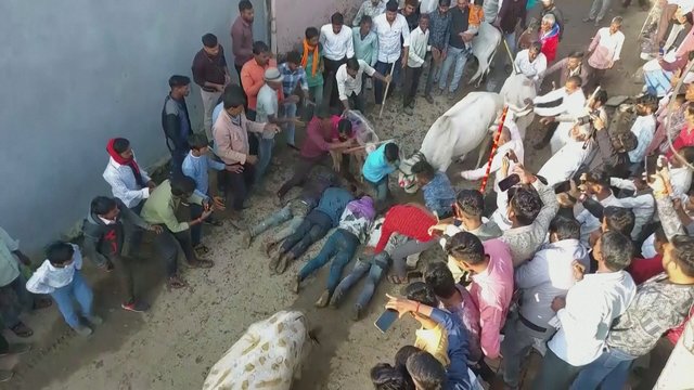 Užfiksavo, kaip indai atlieką unikalų ritualą: atsigulę ant žemės laukia, kol ant jų užmins karvės