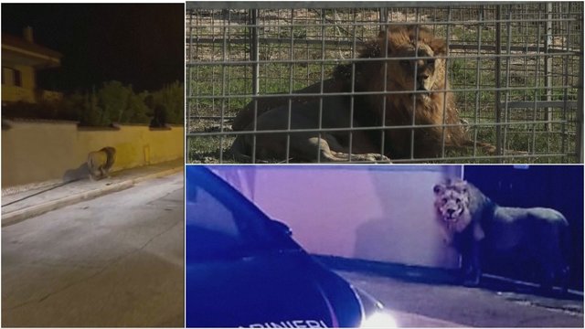 Nufilmavo Romos gatvėse besiblaškantį liūtą: ekspertai spėlioja, kaip tai nutiko