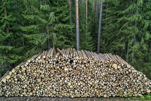 Plynieji kirtimai Punios šilo draustiniuose – sustabdyti: siūloma keisti Miško kirtimų taisykles