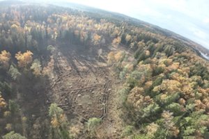 Gyventojai neslepia įtūžio dėl kirtimų Verkių parke: „Tai tiesiog ciniškas pasinaudojimas stichine nelaime“