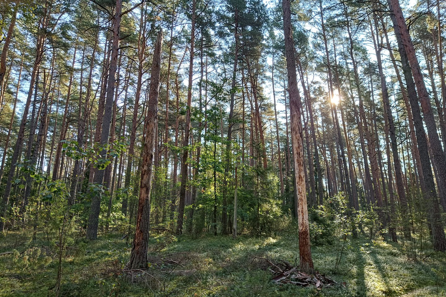 Įstatymo pakeitimais siūloma iš esmės pertvarkyti šiuo metu galiojančią miškų grupių sistemą.<br>A.Srėbalienės nuotr.