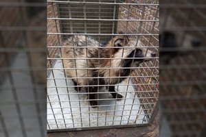 Netikėti aplinkosaugininkų radiniai „Facebook“: vienas bandė padovanoti lapę, kitas – usūrinį šunį