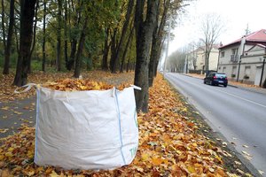 Šiuos darbus sode dar spėsite atlikti: vienas jų – ypač svarbus kitų metų derliui