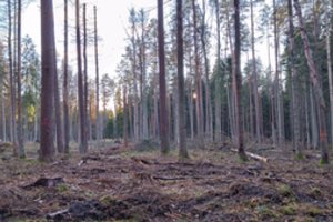 Baltijos aplinkos forumas: Aplinkos ministerija netesi pažadų – Punios šile vykdomi plynieji kirtimai