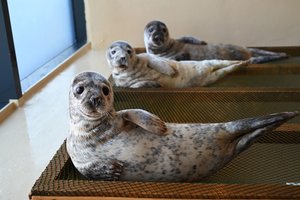 Paaiškino, kodėl svarbu išsaugoti Baltijos jūros ruonius: nedaugelis žino, kokią žalą reikštų jų išnykimas