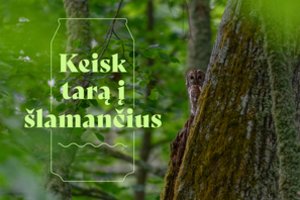 Taros surinkimo vietose atsivėrė galimybė išsaugoti senuosius Lietuvos miškus