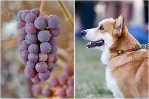 10 produktų, kurių nederėtų duoti šuniui: pasekmės gali būti liūdnos