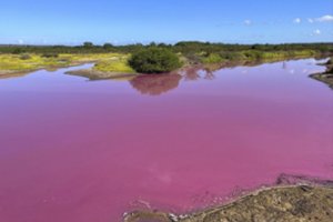 Toks vaizdas nustebino net ilgamečius salos gyventojus: tvenkinys Havajuose nusidažė ryškiai rožine spalva