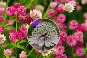 Nelepios ir džiuginančios iki vėlyvo rudens – gėlės, pro kurias abejingai nepraeis nė vienas