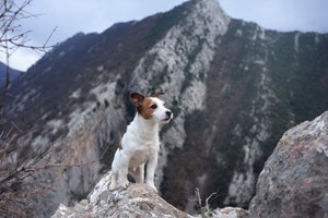 Neįtikėtina šuns ištikimybė: kalnuose prie savo negyvo šeimininko palaikų išbuvo net kelis mėnesius