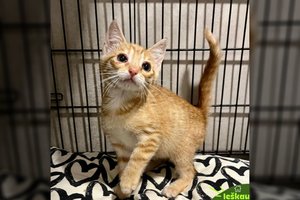 Mažylei per stebuklą pavyko išsaugoti regėjimą: draugiška ir linksma Misa ieško savo šeimos