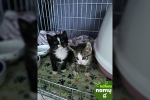 Drąsūs ir patrakę broliukas ir sesutė svajoja apie vienus namus: jau gavo nuostabius ir derančius vardus