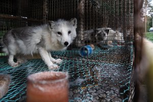 Aktyvistai pažėrė kritikos dėl sąlygų Europos kailinių žvėrelių ūkiuose: „Gyvūnų kančios yra neatsiejama kailių pramonės dalis“