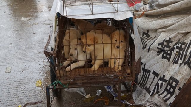 Pasauliui kritikuojant Pietų Korėją, pastaroji imasi veiksmų: sieks uždrausti šunų valgymą
