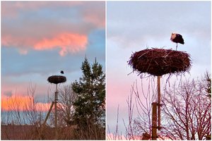 Žiemoti išskubėjo ne visi: Utenos rajone užfiksuotas gandras