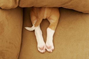 Kodėl šunys gaudo savo uodegas? Už to gali slypėti ir nerimą keliančios priežastys