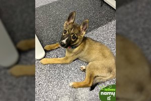 Į prieglaudą grąžintas Kruasanas trokšta meilės ir žaidimų: reikia išmokti 2 dalykus ir bus tobulas šuo