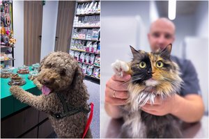 Šuo ar katė vemia? Ženklai, kad delsti – pavojinga: lemiamos gali būti valandos ar minutės