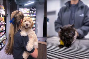 Augintinio viduriavimas – svarbus simptomas: pirmoji pagalba ir atvejis, kai privalote nedelsti