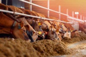 Investicijoms į ūkius – parama ir lengvatinės paskolos