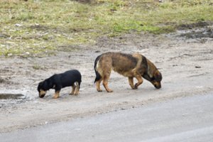 Dar viena Azijos šalis siekia uždrausti valgyti šunų mėsą: daugumai pritariant, atsirado ir skeptikų