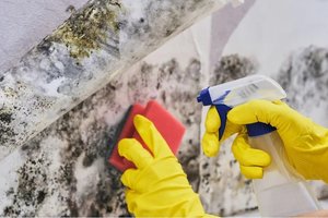 Ką daryti, kad pelėsis namuose neatsirastų? Įsigykite šias kambarines gėles – nustebsite