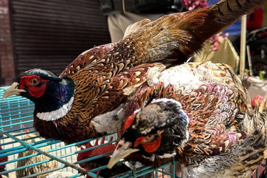 Viename Danijos ūkyje nustačius paukščių gripo atvejį, nutarta paskersti 2 700 fazanų