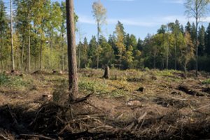 Konkurencijos taryba: Miškų įstatymo pakeitimai gali sukurti nelygias sąlygas