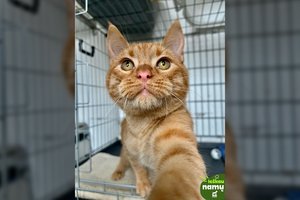 Išgelbėtas raudonkailis jaučiasi vienišas: norintiems jo meilės prireiks vieno dalyko