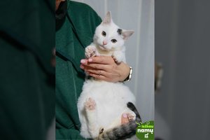 Mieliausias katinėlis prašosi ant rankų ir dalija bučinukus: „Vaikystė jau baigia prabėgti narvelyje“