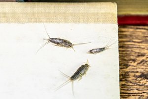 Jūsų namuose apsigyveno šis mažas kenkėjas, kuris ryja viską iš eilės: yra tik du būdai jo atsikratyti